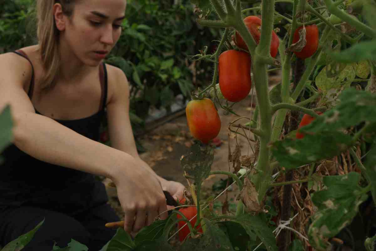 Agricoltura rigenerativa ufficiale nuova partnership