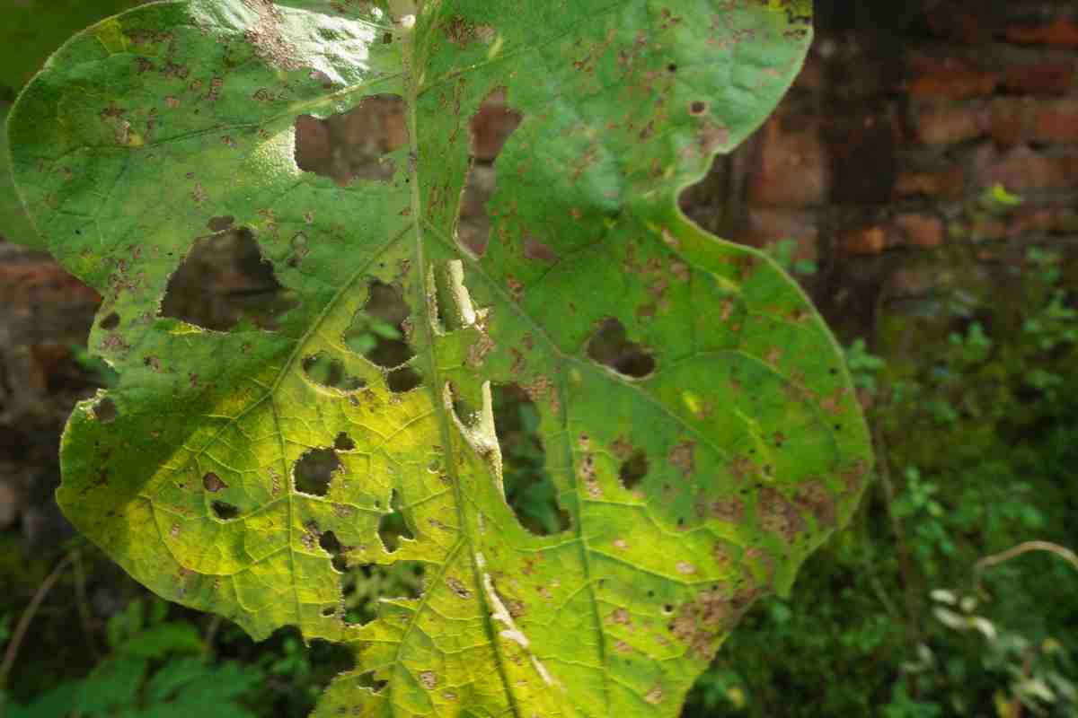 App per identificare la malattia della pianta 