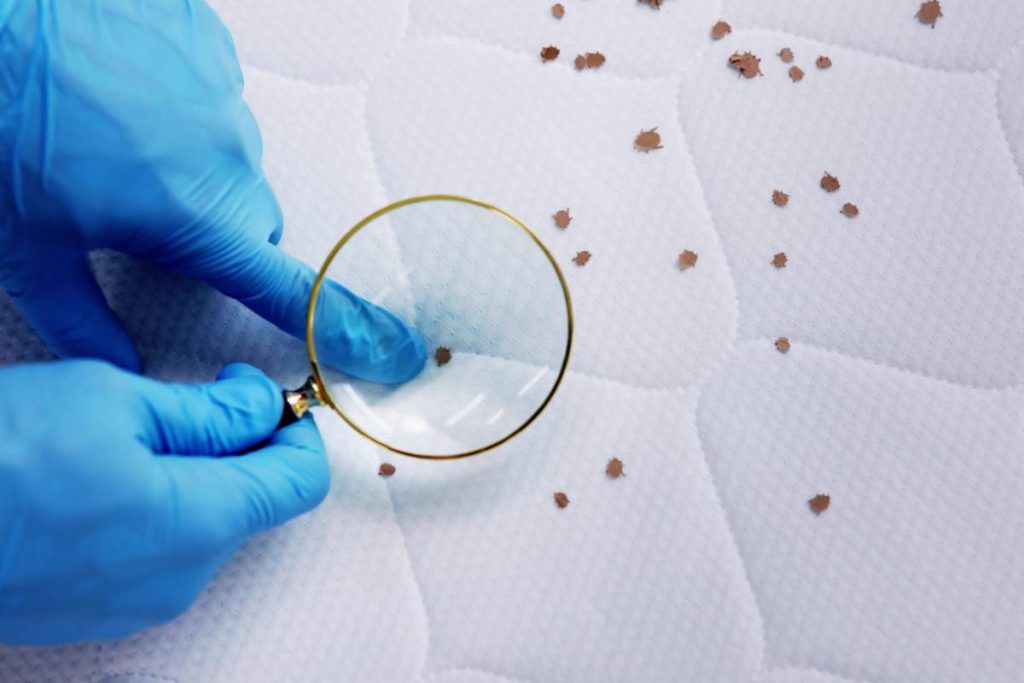 Come capire se ci sono cimici dei letti tra le tue lenzuola